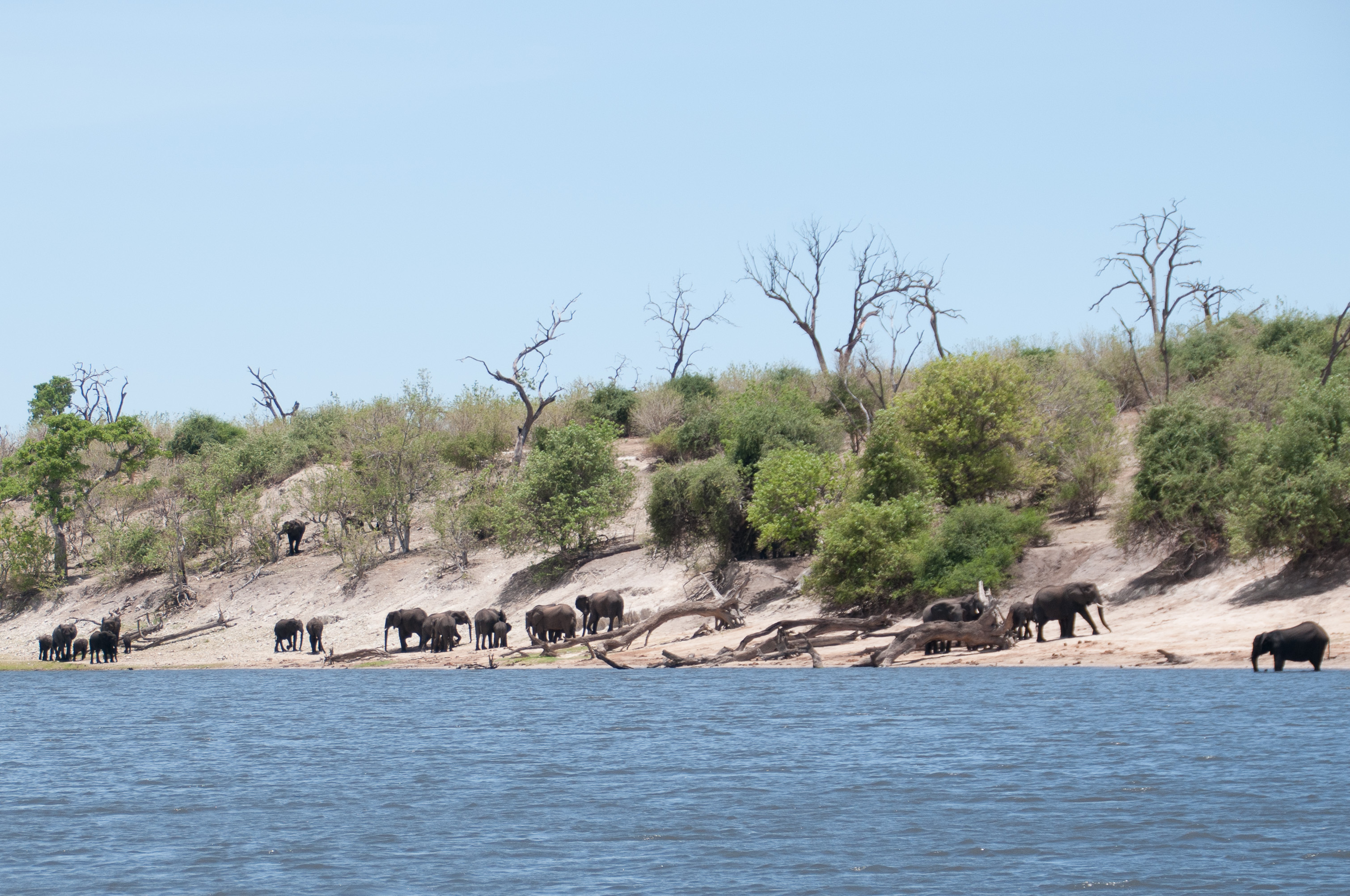 Eléphants de savane (Bush elephants, Loxondota africana) descendant boire dans la rivière Chobe à mi-journée, Chobe National Park, Botswana.